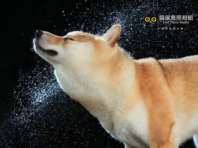 萌宠照